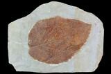 Detailed Fossil Leaf (Davidia) - Glendive, Montana #95221-1